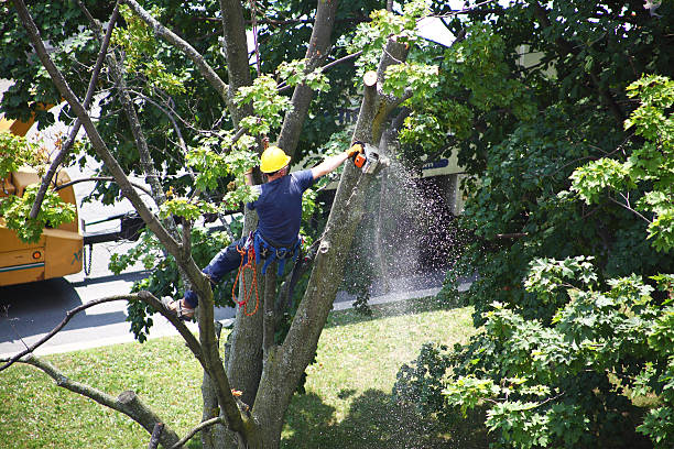 Trusted Trent Woods, NC Tree Removal Services Experts